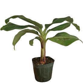 モンキーバナナ苗（背丈が低い）　メリクロンポット苗