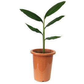 楽天市場 虫除け ハーブ 観葉植物 花 観葉植物 花 ガーデン Diyの通販 楽天市場 虫除け ハーブ 観葉植物 花 観葉植物 花 ガーデン Diyの通販