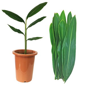 観葉植物 月桃 鉢の人気商品 通販 価格比較 価格 Com 観葉植物 月桃 鉢の人気商品 通販 価格比較 価格 Com