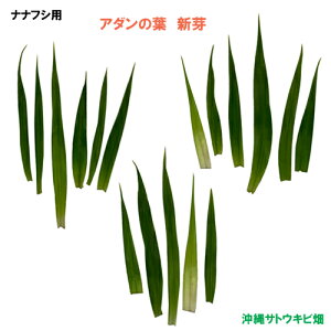 iitVp@A_̗t@V(5cm`10cm) 17