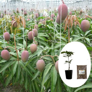 Abv}S[ciA[EBjږؕc@}S[p̓yZbg