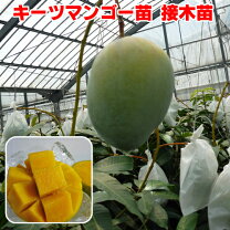 楽天市場】キーツマンゴー 苗の通販