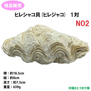 �y���i����z�q���V���R�L(�q���W���R)�@1�΁@NO2�@��18.5cm�@�@�@�@�@|���� �L���� �L�k �V�F�� ���� �C���e���A �f�B�X�v���C �}���� big �r�b�O�T�C�Y �傫�� 1�_���� ����t���M �V�R