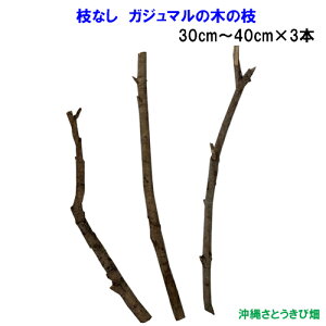 }Ȃ@܂iKW}j̖؂̎}@@30`40cm×3{