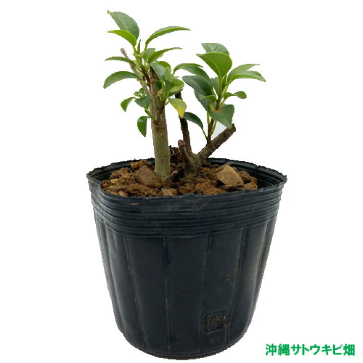 114円 最大67 Offクーポン オカヤドカリ用エサ クサトベラ葉 10枚