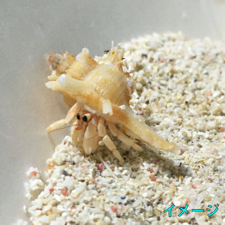 楽天市場】テングガイ貝殻2個セット : 沖縄サトウキビ畑