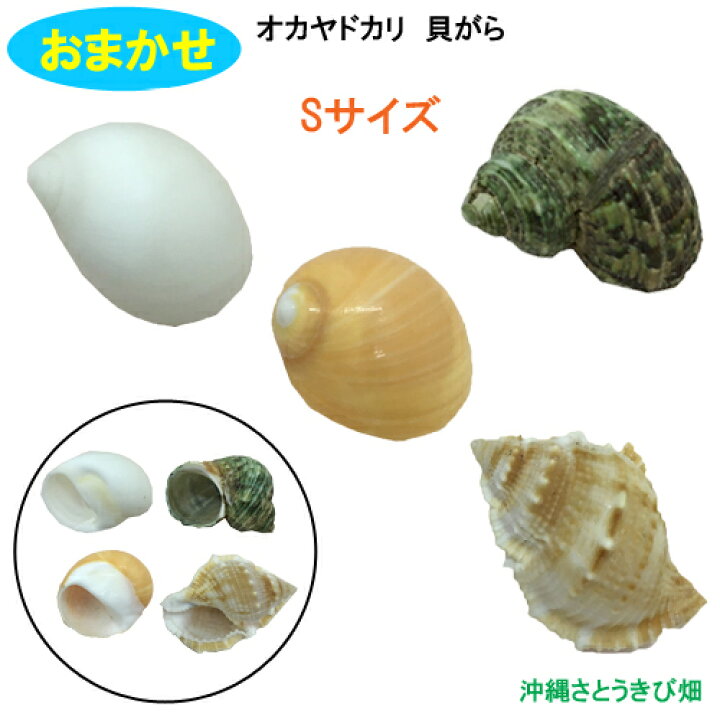 楽天市場 オカヤドカリ飼育セット Sサイズ 生体 1匹 貝殻 砂 1袋 海水 1 二枚貝 2枚 木の枝 2本 沖縄サトウキビ畑