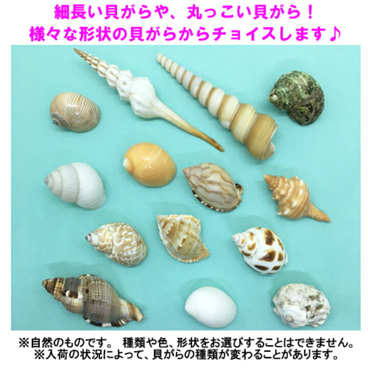 楽天市場 オカヤドカリ用貝がら Sサイズ 4個 沖縄サトウキビ畑