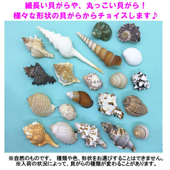楽天市場 オカヤドカリ用貝がら Mサイズ レギュラー 3個 沖縄サトウキビ畑