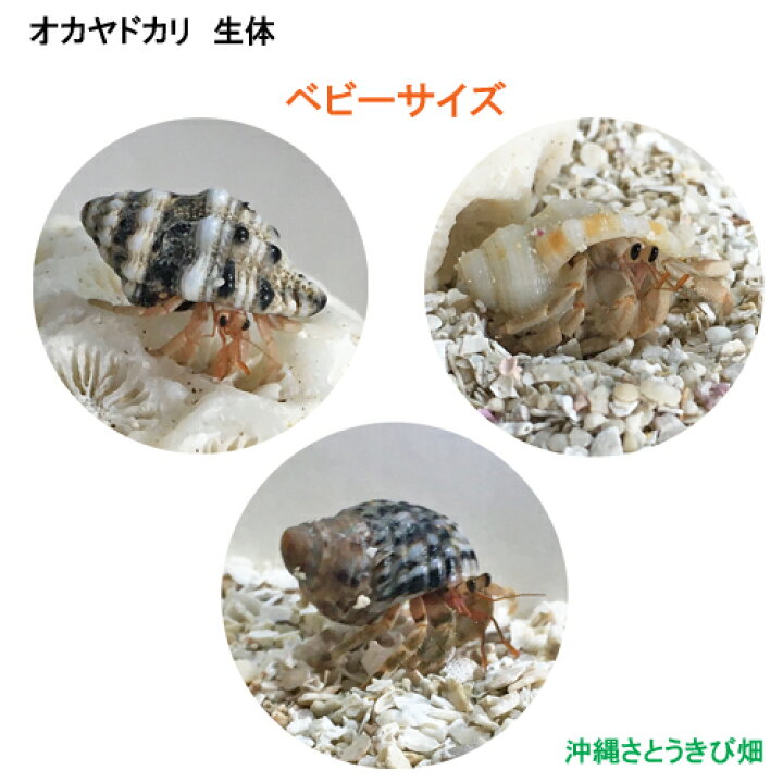 楽天市場 オカヤドカリ生体 ベビーサイズ 3匹セット 沖縄サトウキビ畑