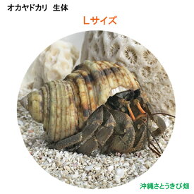 楽天市場 オカヤドカリ 生体 販売の通販