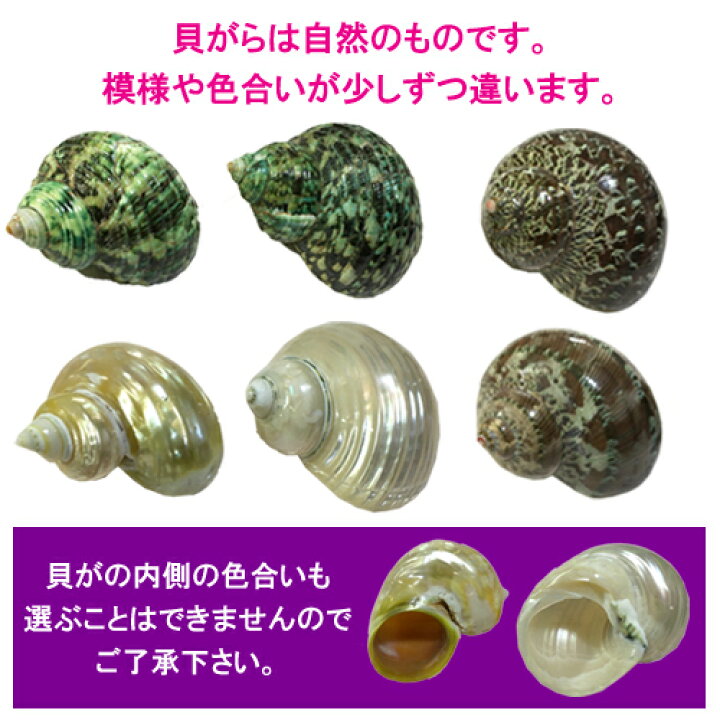 楽天市場 セレクト リュウテンサザエ パールサザエ Lサイズ レギュラー オカヤドカリ用貝がら 沖縄サトウキビ畑