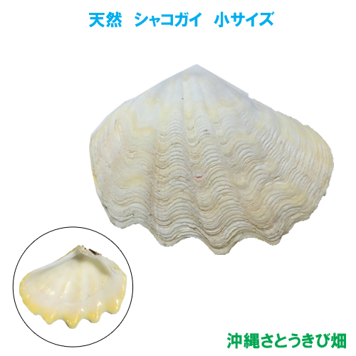 シャコガイ シャコ貝 価格 高い素材 小サイズ