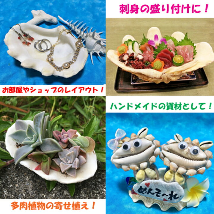 楽天市場 シャコガイの貝殻 シャコ貝 中サイズ 沖縄サトウキビ畑
