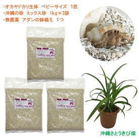 オカヤドカリ飼育セット　ベビーサイズ(生体×1匹・砂×3袋・アダンの鉢植え×1)
