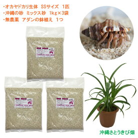 オカヤドカリ飼育セット　SSサイズ(生体×1匹・砂×3袋・アダンの鉢植え×1)