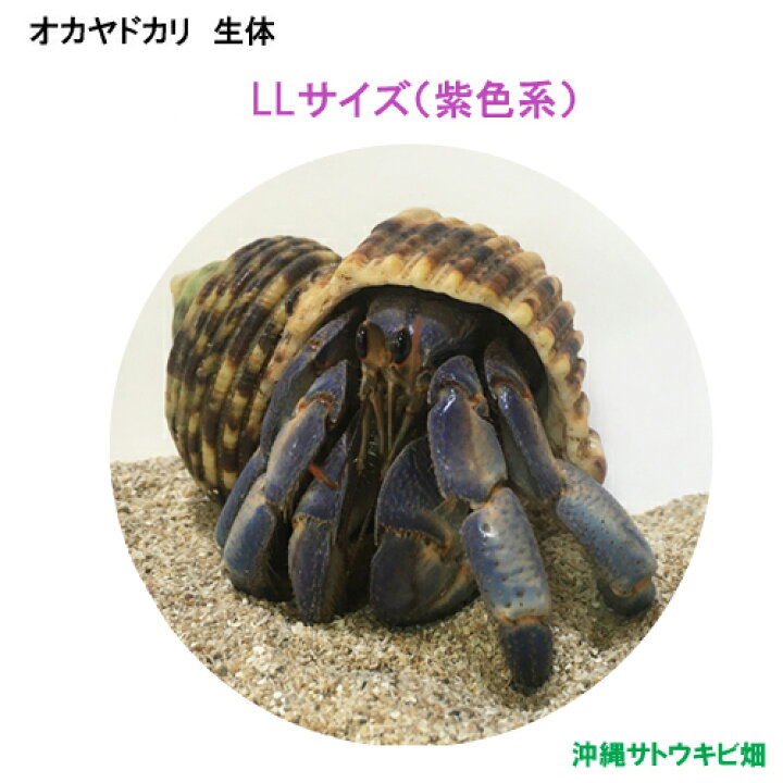 楽天市場 オカヤドカリ生体 Llサイズ 紫色系 1匹 沖縄サトウキビ畑