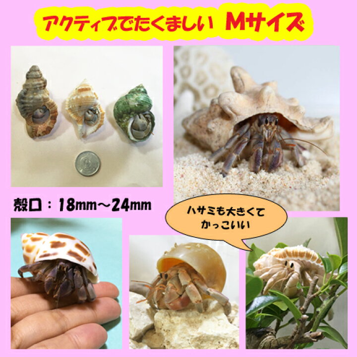 楽天市場 オカヤドカリ生体 Mサイズ 1匹 沖縄サトウキビ畑