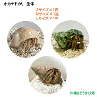 オカヤドカリ生体　3匹セット(Sサイズ・Mサイズ・Lサイズ)