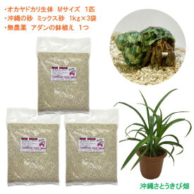 オカヤドカリ飼育セット　Mサイズ(生体×1匹・砂×3袋・アダンの鉢植え×1)