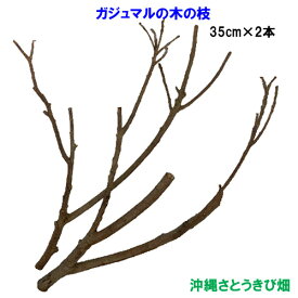 がじゅまる（ガジュマル）の木の枝　35cm×2本