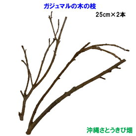 がじゅまる（ガジュマル）の木の枝　25cm×2本