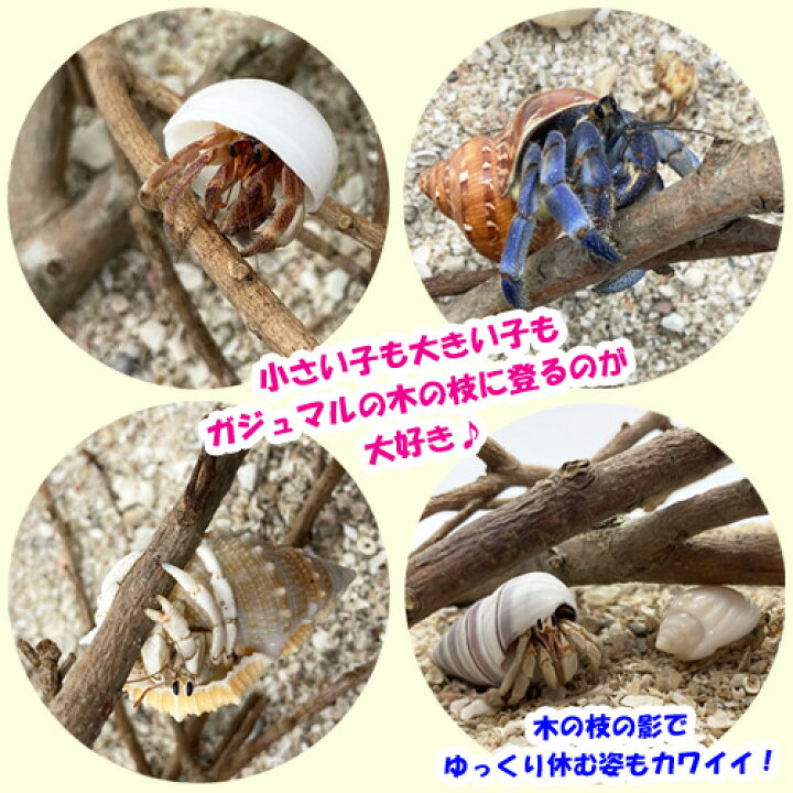 楽天市場 オカヤドカリ飼育セット Sサイズ 生体 1匹 貝殻 砂 1袋 海水 1 二枚貝 2枚 木の枝 2本 沖縄サトウキビ畑