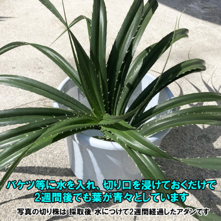 送料無料 オカヤドカリ用 エサ サトウキビ ガジュマルの葉30枚 代引き不可