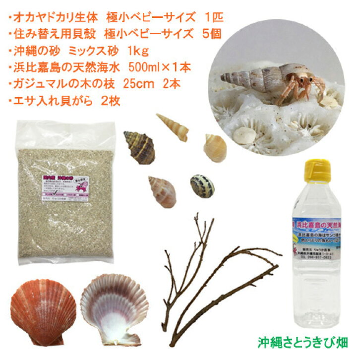 楽天市場 オカヤドカリ飼育セット 極小ベビーサイズ 生体 1匹 貝殻 砂 1袋 海水 1 ヒオウギ貝 2枚 木の枝 2本 沖縄サトウキビ畑 楽天市場 オカヤドカリ飼育セット 極小ベビーサイズ 生体 1匹 貝殻 砂 1袋 海水 1 ヒオウギ貝 2枚 木の枝 2本 沖縄サトウキビ畑