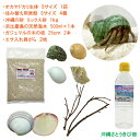 オカヤドカリ飼育セット　Sサイズ(生体×1匹・貝殻・砂×1袋・海水×1・二枚貝×2枚・木の枝×2本)　　　|沖縄 coenob…