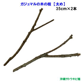 がじゅまる（ガジュマル）の木の枝　【太め】　35cm×2本