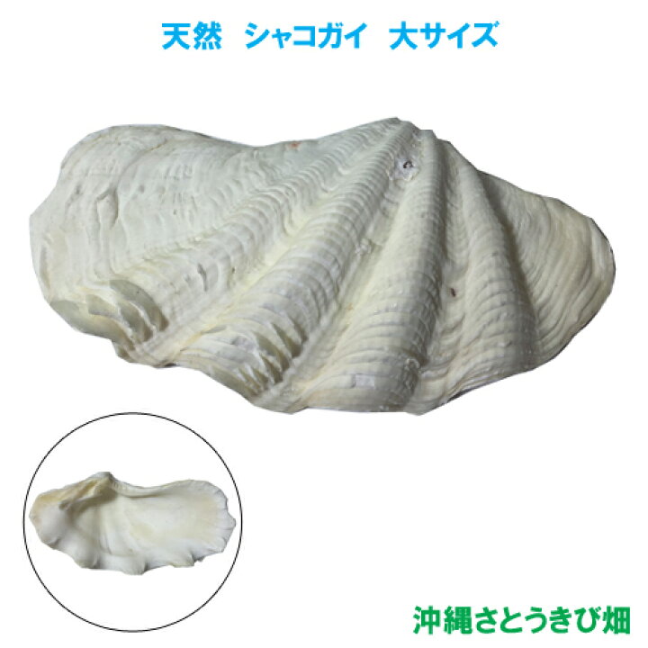 楽天市場 シャコガイ シャコ貝 大サイズ 沖縄サトウキビ畑