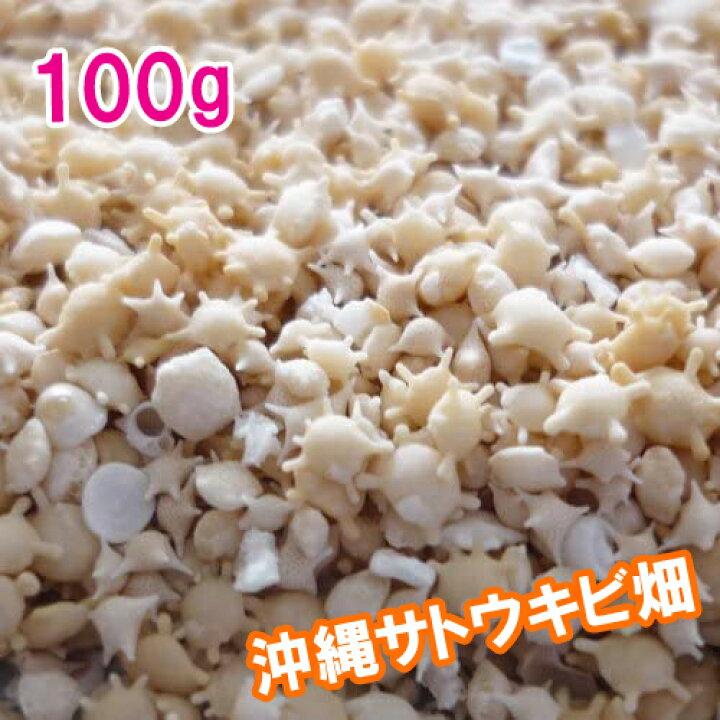 楽天市場 沖縄 石垣島 星の砂 星砂 100g 沖縄サトウキビ畑