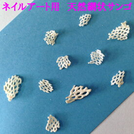 楽天市場 珊瑚 かけらの通販 楽天市場 珊瑚 かけらの通販