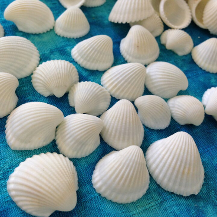楽天市場 白い二枚貝 クラムローズ 100g入り 沖縄サトウキビ畑