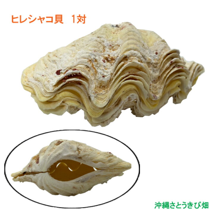 楽天市場】ヒレシャコガイ（ヒレジャコガイ）の貝殻 1対 : 沖縄 