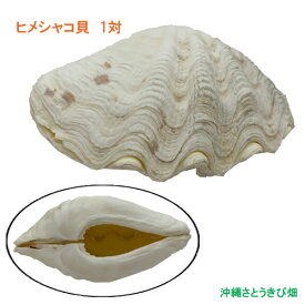 ヒメシャコガイ（ヒメジャコガイ）の貝殻　1対