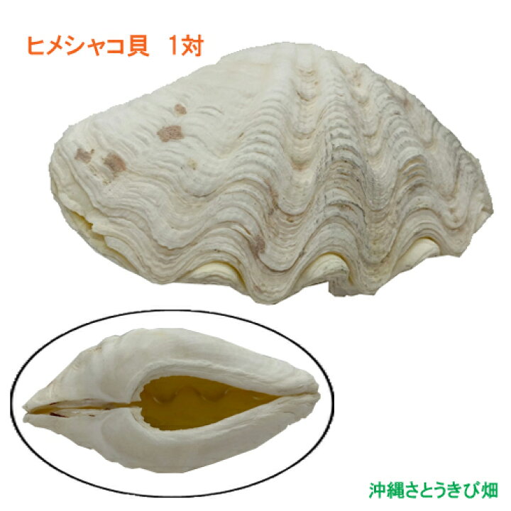 楽天市場】ヒメシャコガイ（ヒメジャコガイ）の貝殻 1対 : 沖縄 