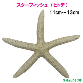 天然スターフィッシュ　ヒトデ 　(11cm~13cm)