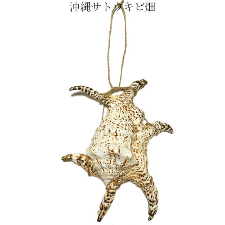楽天市場】魔除け スイジガイ(水字貝) 紐付き Lサイズ 20cm〜23cm 