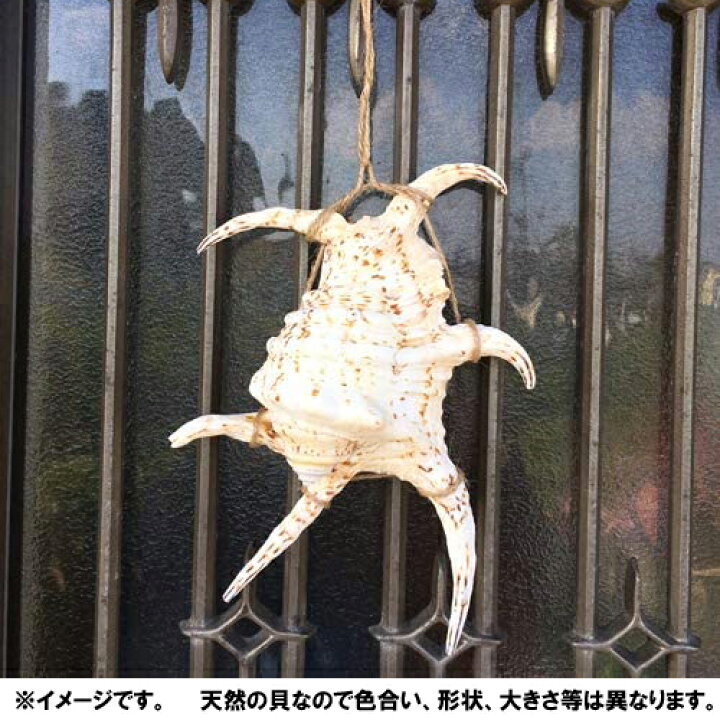楽天市場】魔除け スイジガイ(水字貝) 紐付き Lサイズ 20cm〜23cm 