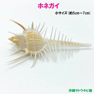 zlKC̊Lk(L)@TCY(5cm`7cm)