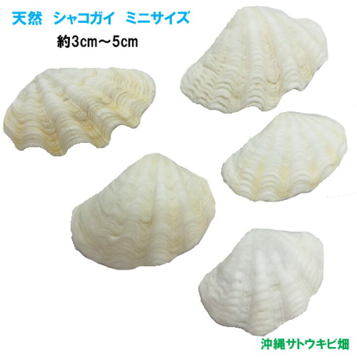 楽天市場】メール便（ネコポス）発送商品 天然 シャコガイの貝殻 