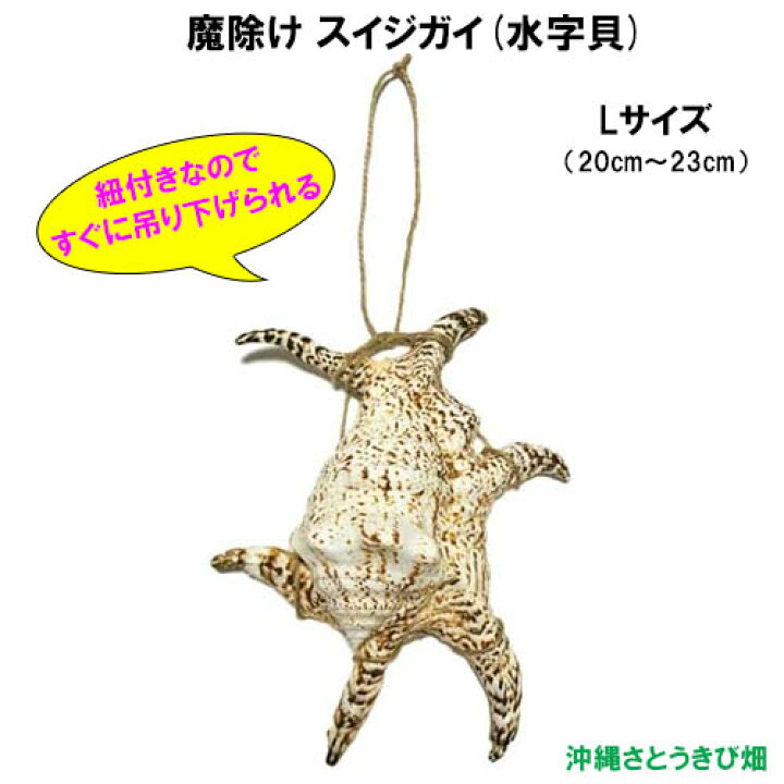 楽天市場】魔除け スイジガイ(水字貝) 紐付き Lサイズ 20cm〜23cm 