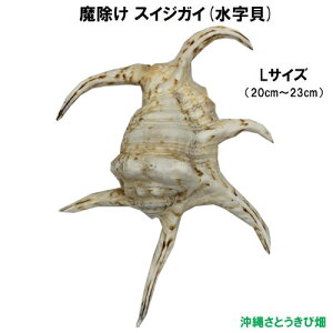 【送料無料】魔除け スイジガイ(水字貝) 紐なし Lサイズ 20cm〜23cm