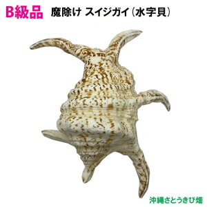 【送料無料】B級品 魔除け スイジガイ(水字貝) 紐なし 17cm〜23cm