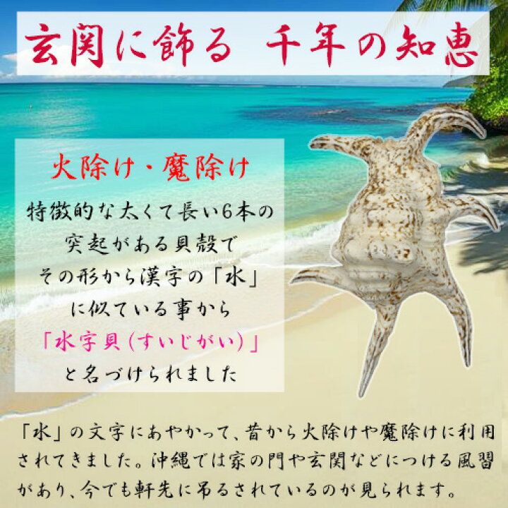 楽天市場】魔除け スイジガイ(水字貝) 紐付き Lサイズ 20cm〜23cm |火 