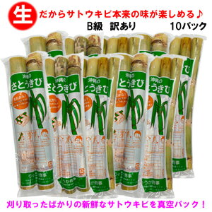 yzB󂠂 ꌧY Ƃ(TgELr) Hp 25cm 2`4{×10