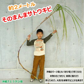 そのまんま サトウキビ 2mサイズ(さとうきび) |5年生社会科 | あたたかい土地のくらし | 本物のさとうきび | 教材