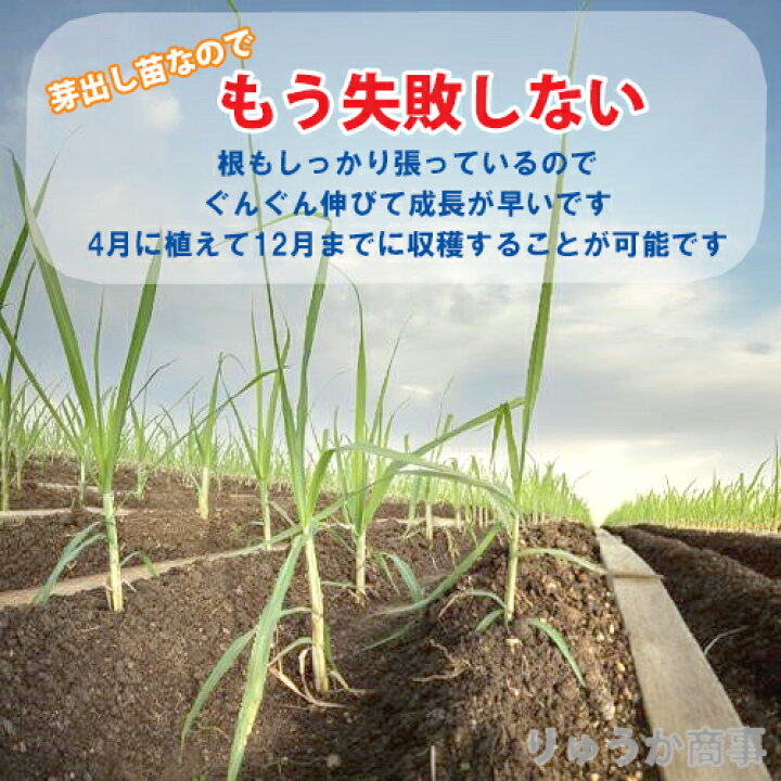 楽天市場】（送料無料）さとうきび苗農林8号 24鉢セット |芽出し苗 